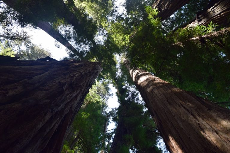 The Art of Backpacking: Embracing Minimalism and Adventure