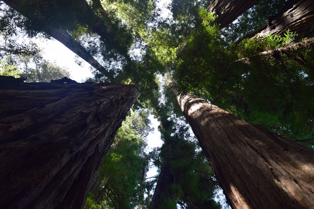 The Art of Backpacking: Embracing Minimalism and Adventure The Art of Backpacking: Embracing Minimalism and Adventure